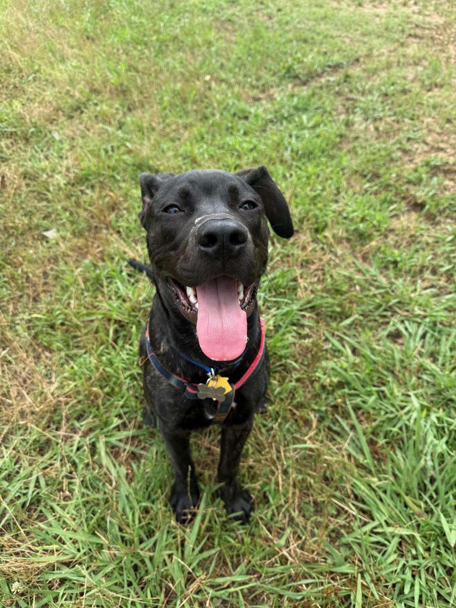 Billy Bones, a Adoptable Mixed Breed in Memphis, TN image 5/6