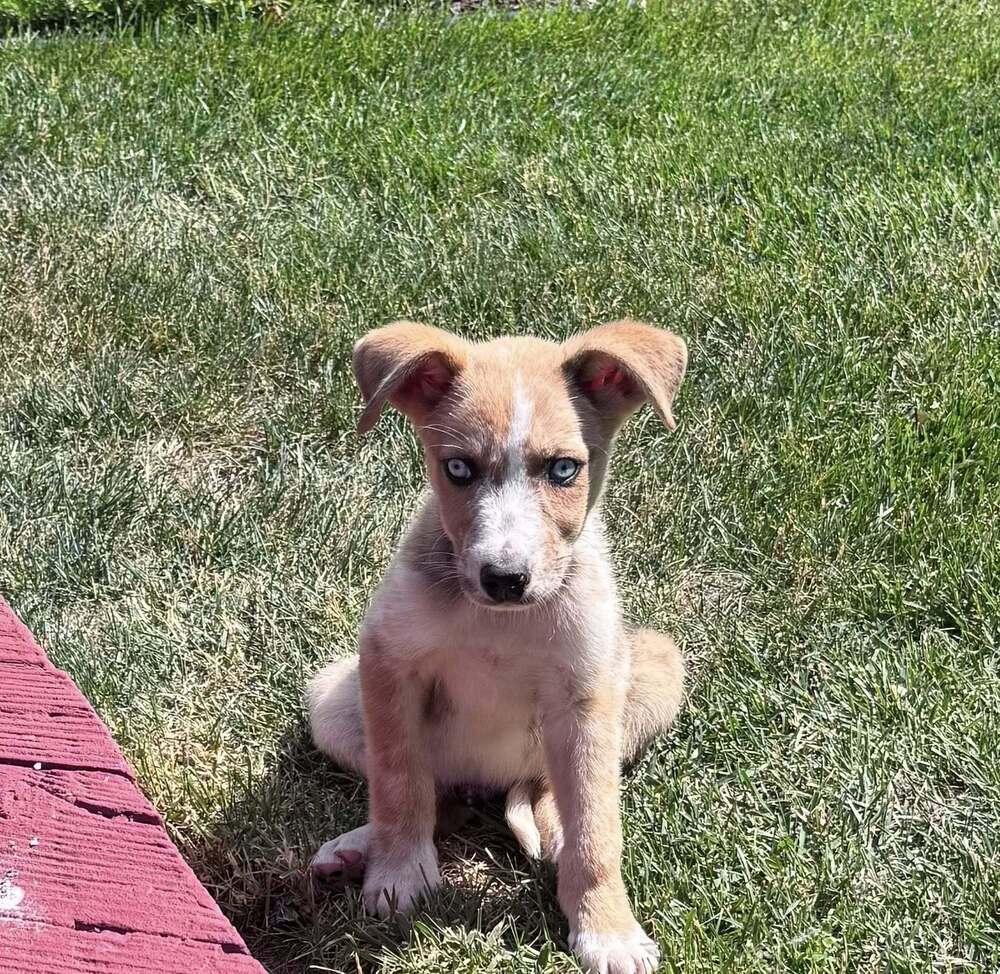 Enlarge Wicket, a Adopted mixed breed in Oakland, MI image 1/4