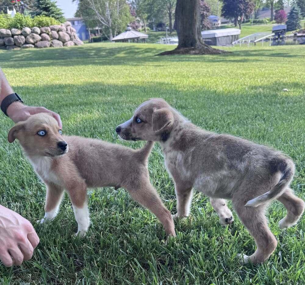 Enlarge Wicket, a Adopted mixed breed in Oakland, MI image 2/4