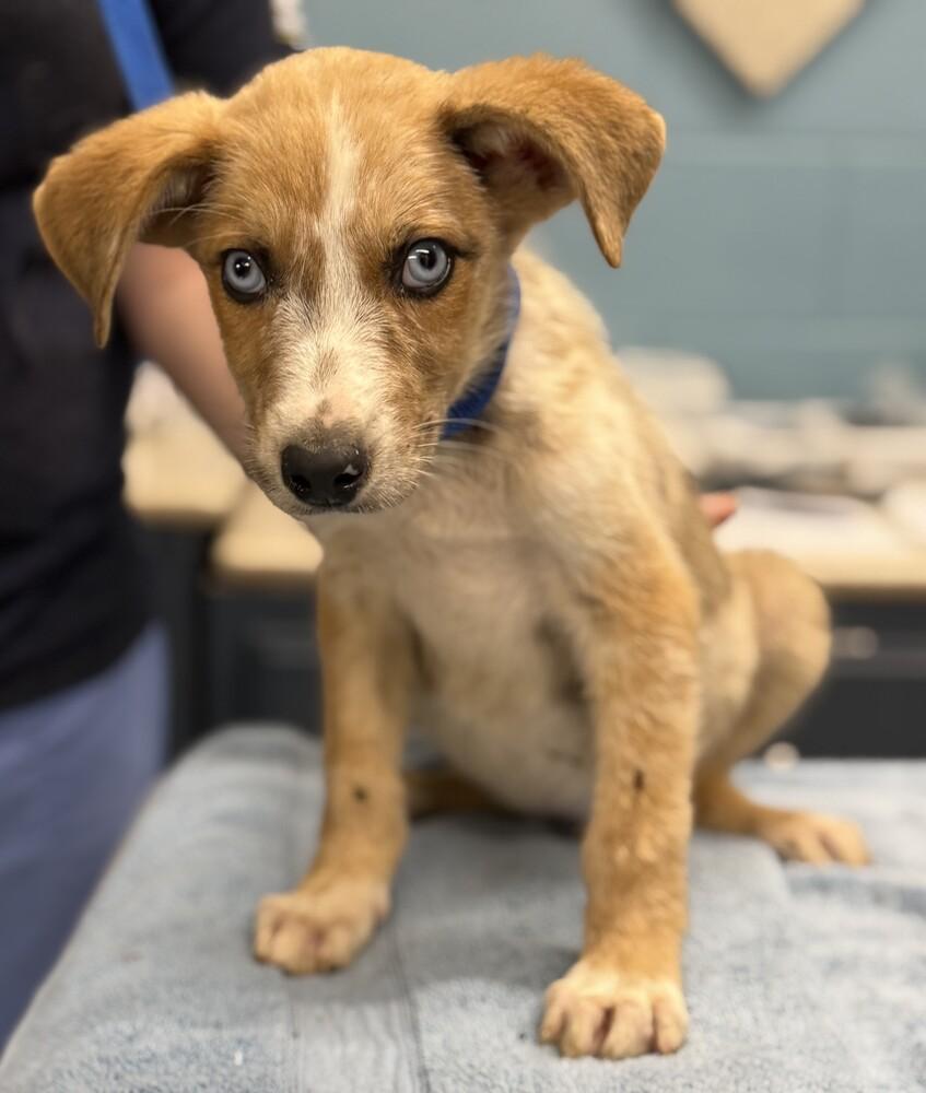 Enlarge Wicket, a Adopted mixed breed in Oakland, MI image 3/4