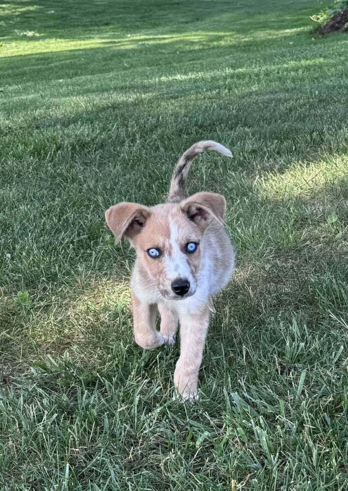 Enlarge Wicket, a Adopted mixed breed in Oakland, MI image 4/4