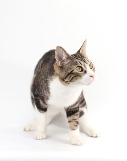 Phoebus, a Adoptable Domestic Short Hair in Morton Grove, IL image 1/3