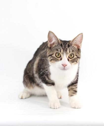 Phoebus, a Adoptable Domestic Short Hair in Morton Grove, IL image 3/3