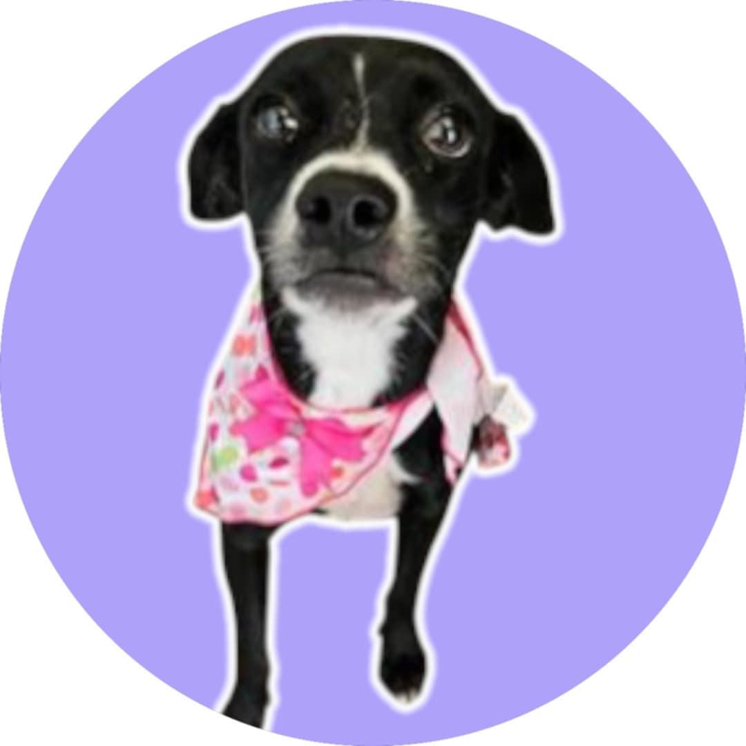 Didi, an adoptable Mixed Breed in Boise, ID, 83704 | Photo Image 3