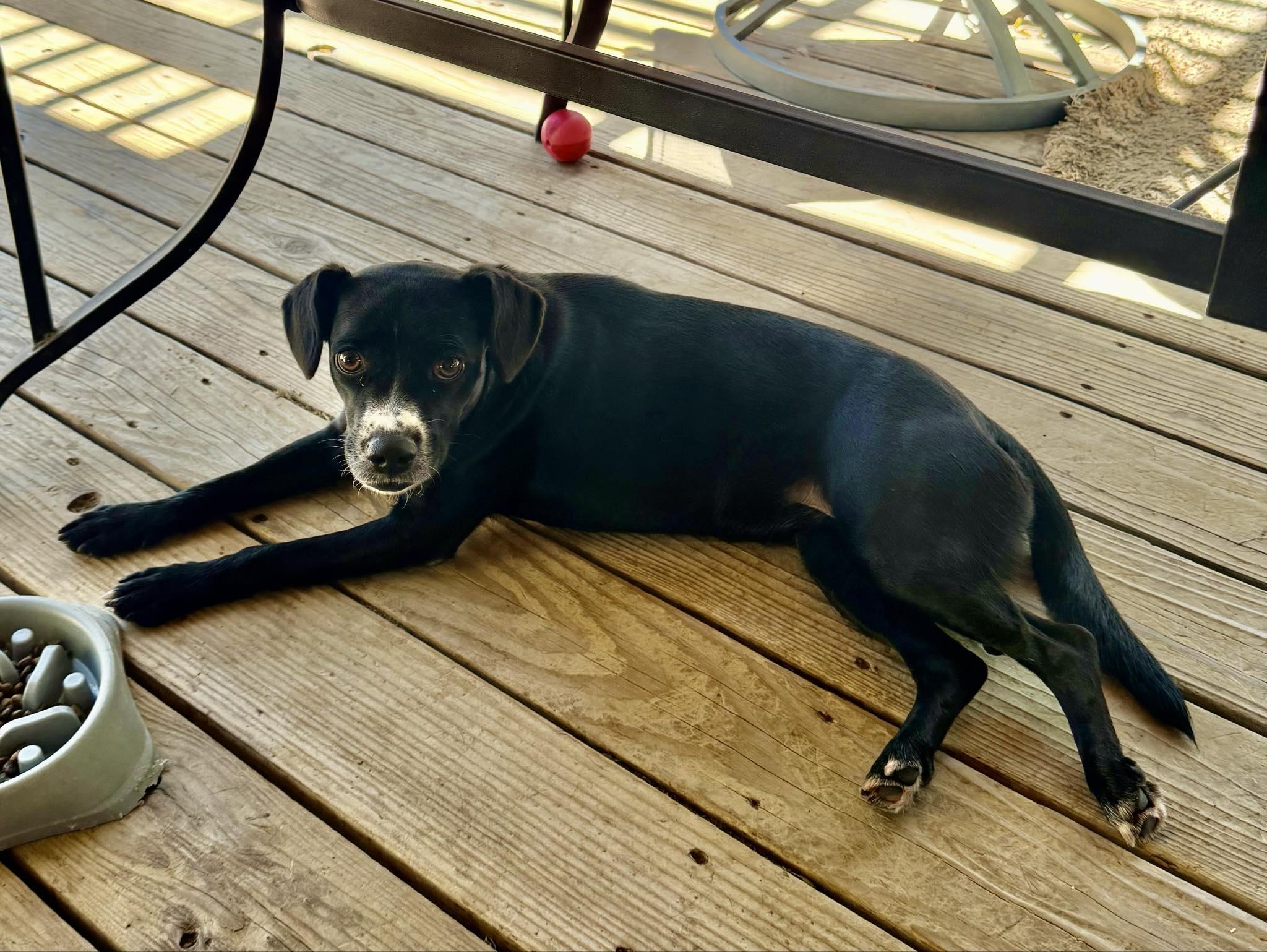 Didi, an adoptable Mixed Breed in Boise, ID, 83704 | Photo Image 4