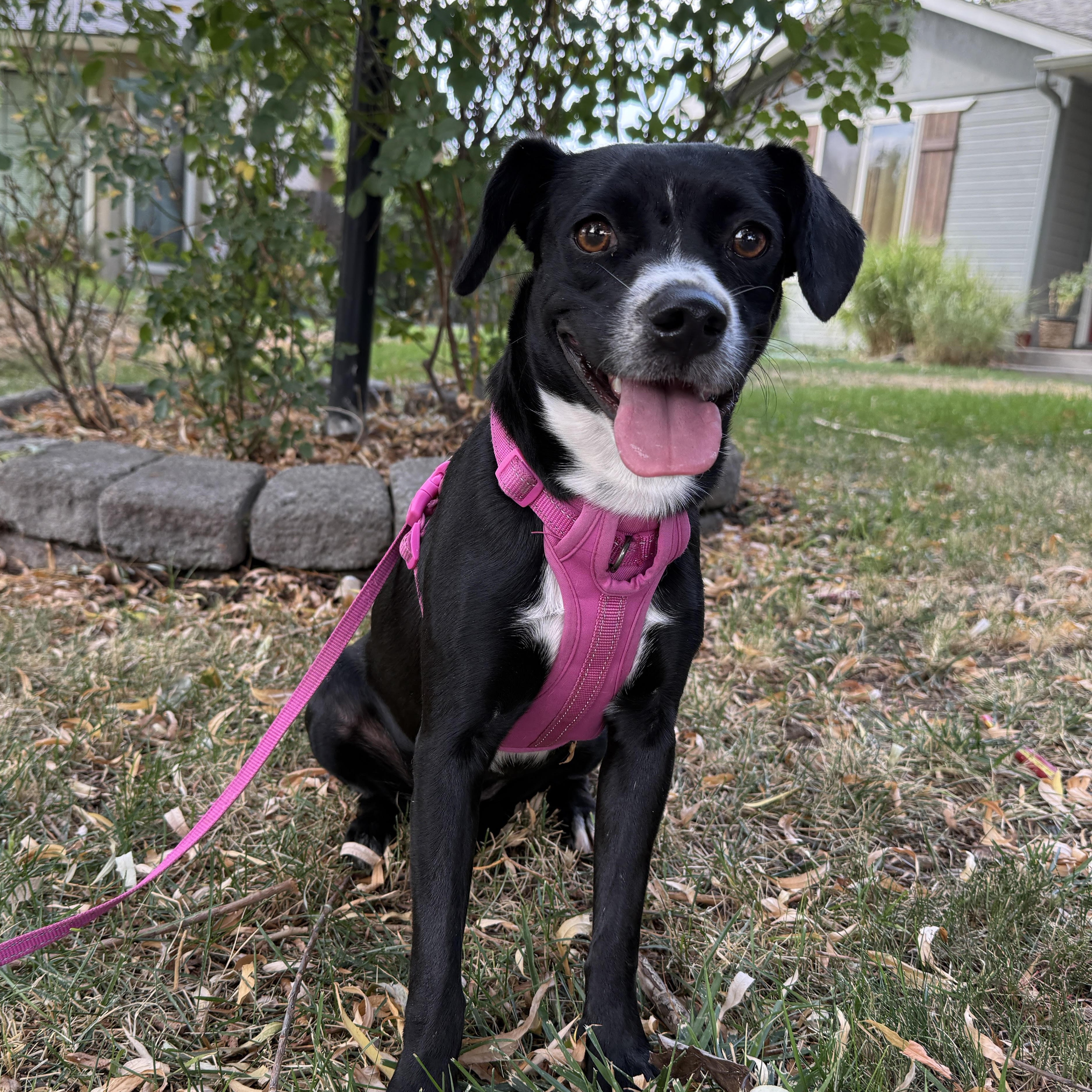 Didi, an adoptable Mixed Breed in Boise, ID, 83704 | Photo Image 1