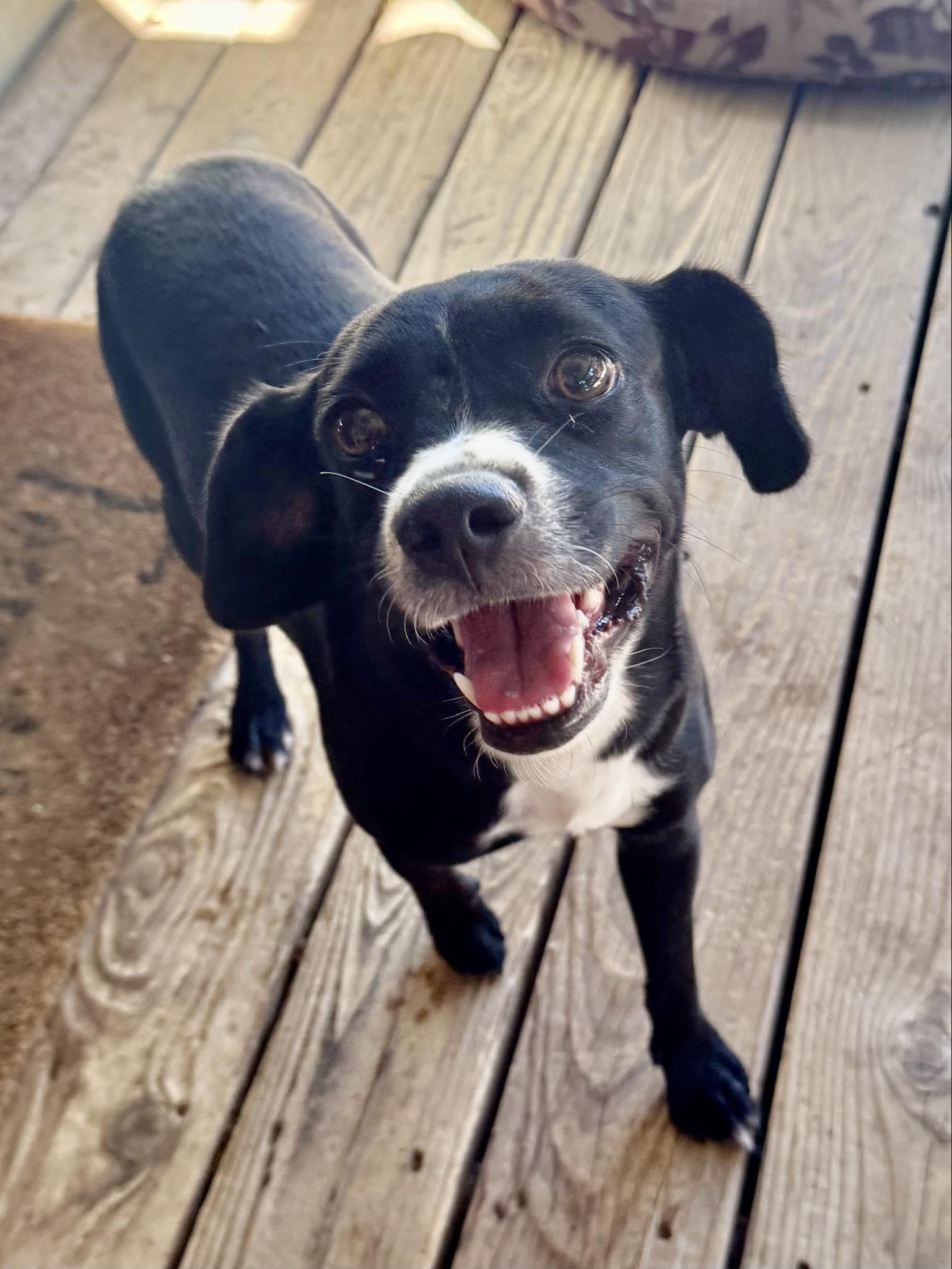 Didi, an adoptable Mixed Breed in Boise, ID, 83704 | Photo Image 2