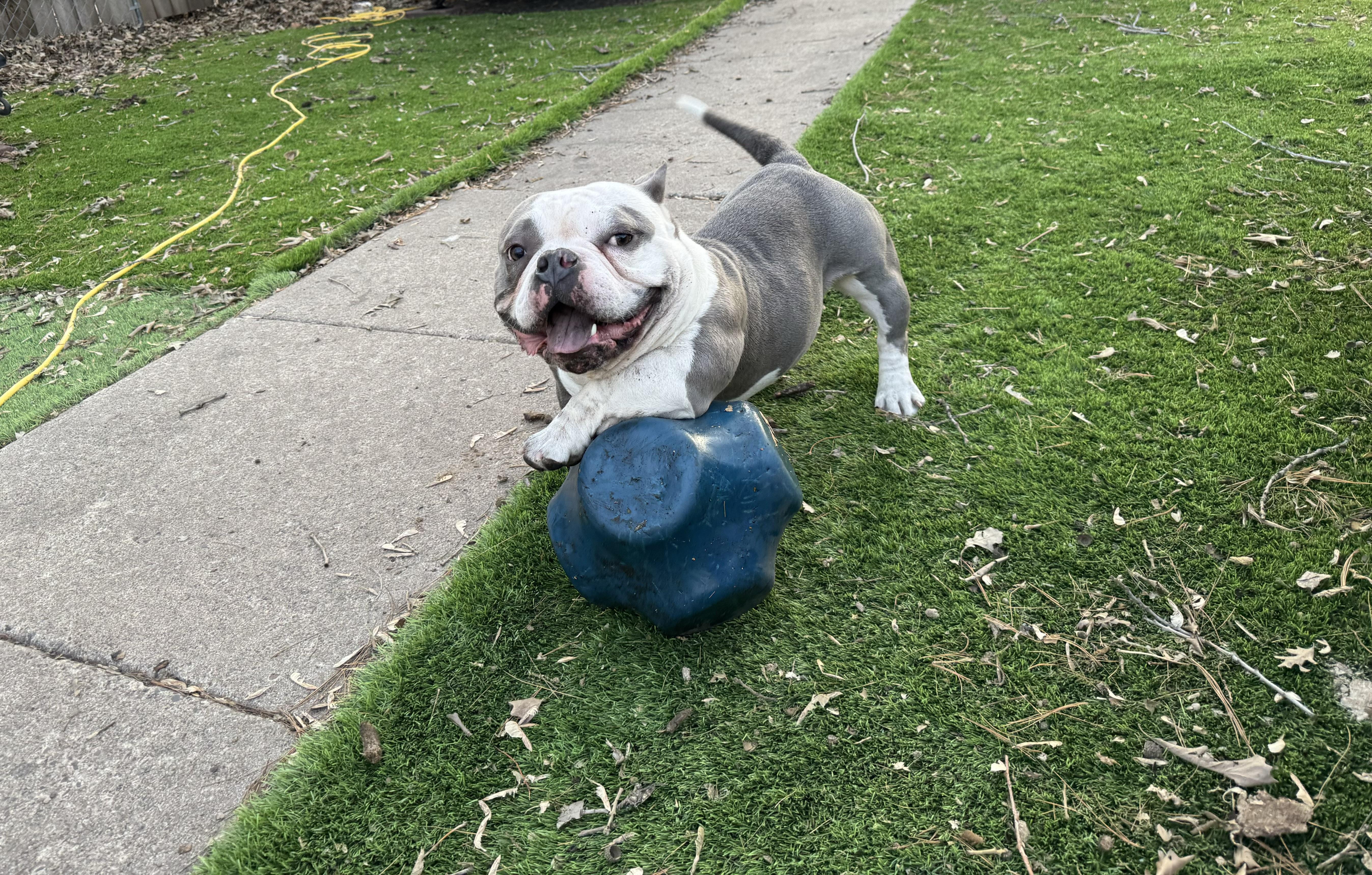 Jelly Roll, Adopted, Senior Male American Bulldog.