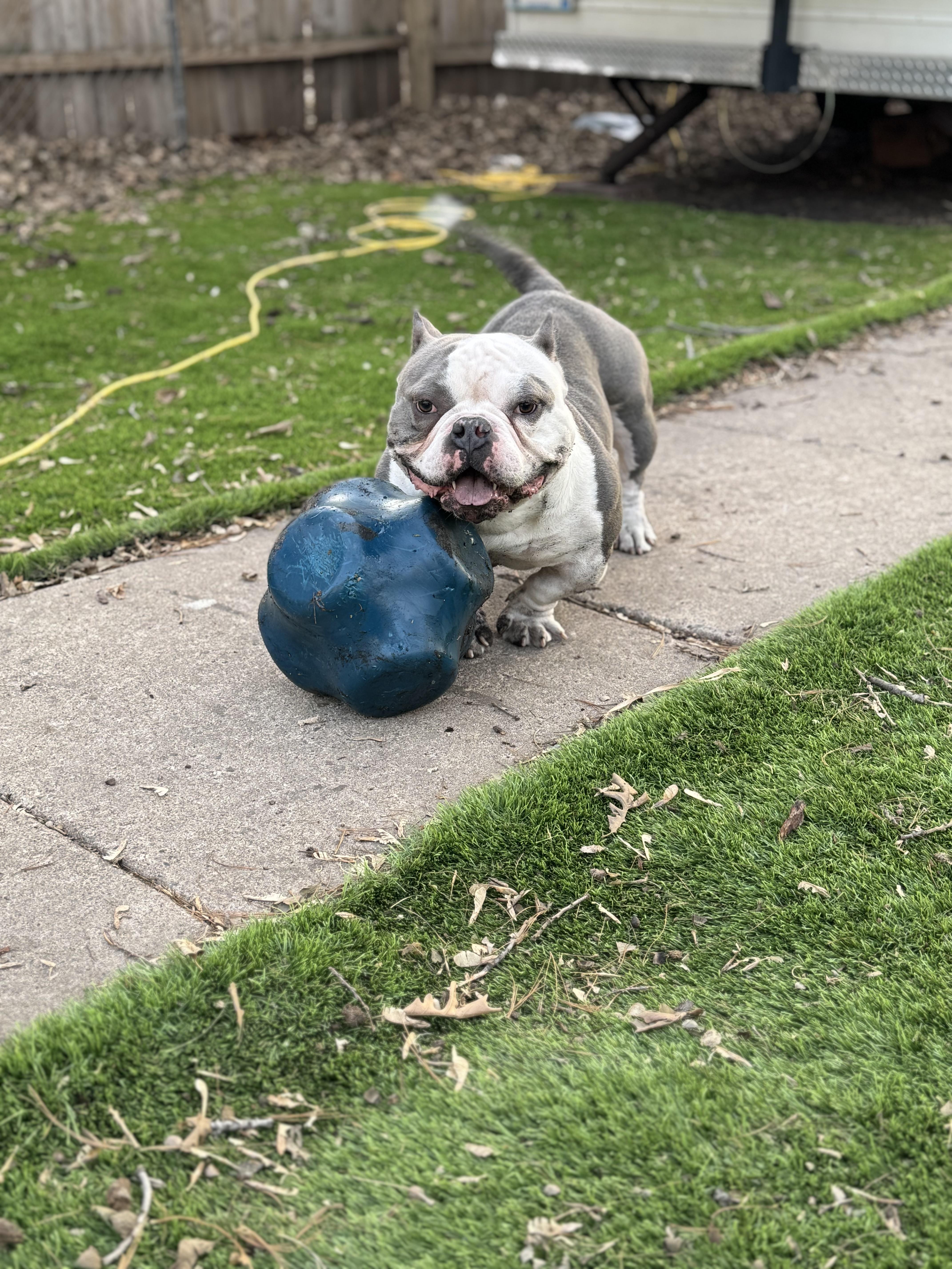 Enlarge Jelly Roll, a Adopted American Bulldog in Minneapolis, MN image 2/2