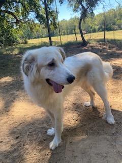Polar, Adoptable, Young Male Great Pyrenees.