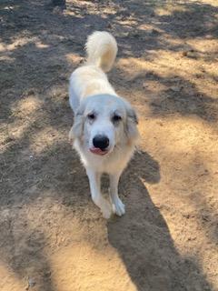 Enlarge Polar, a Adoptable mixed breed in Henniker, NH image 2/4