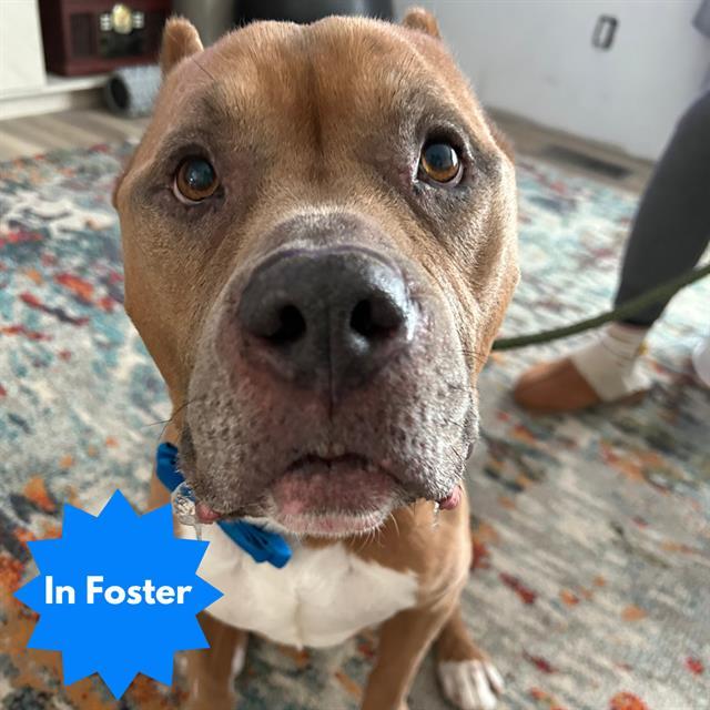 Enlarge DIESEL, a Adoptable Pit Bull Terrier in Indianapolis, IN image 1/1