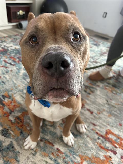 Enlarge DIESEL, a Adoptable Pit Bull Terrier in Indianapolis, IN image 1/1