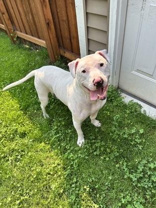 Enlarge Barley, a Adoptable mixed breed in Fishers, IN image 1/3