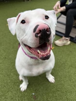 Enlarge Barley, a Adoptable mixed breed in Fishers, IN image 2/3
