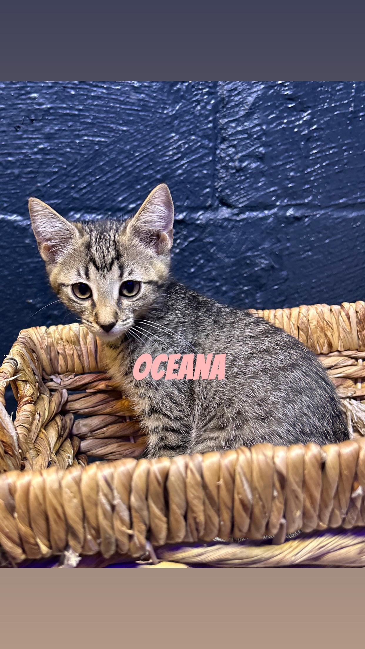 Enlarge Oceana, a Adopted Domestic Short Hair in Elyria, OH image 1/1