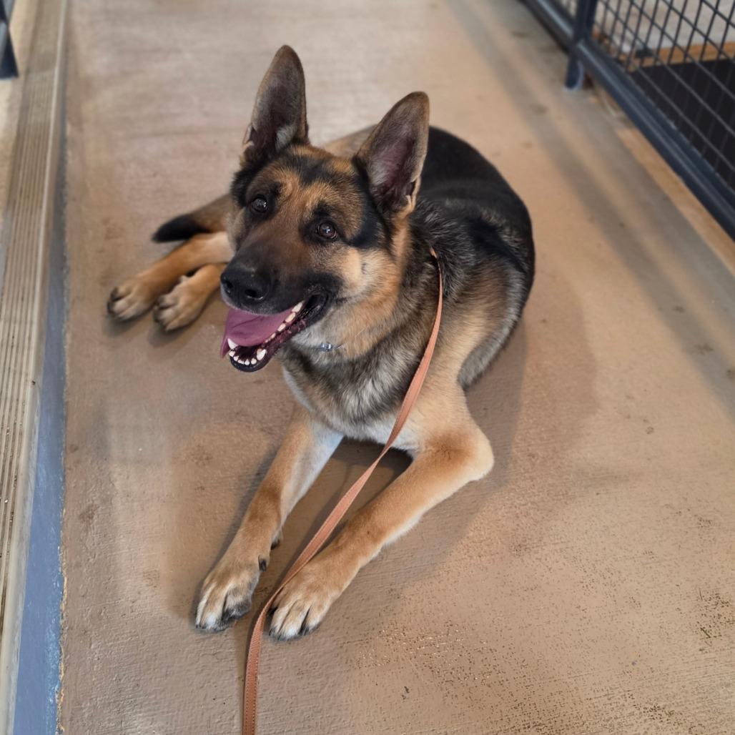 Reed, Adoptable, Adult Male German Shepherd Dog.