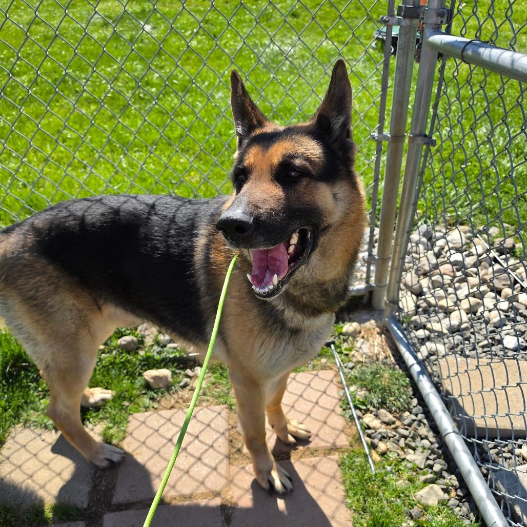 Reed, a Adoptable German Shepherd Dog in Easton, PA image 2/6