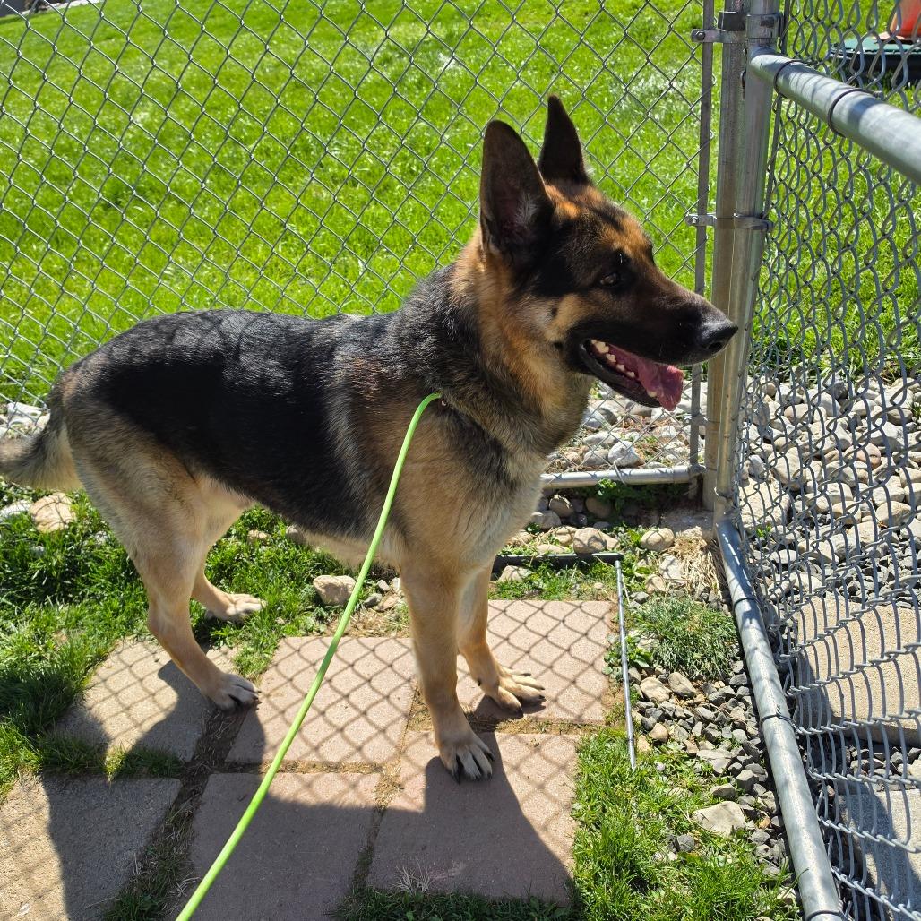 Reed, a Adoptable German Shepherd Dog in Easton, PA image 3/6