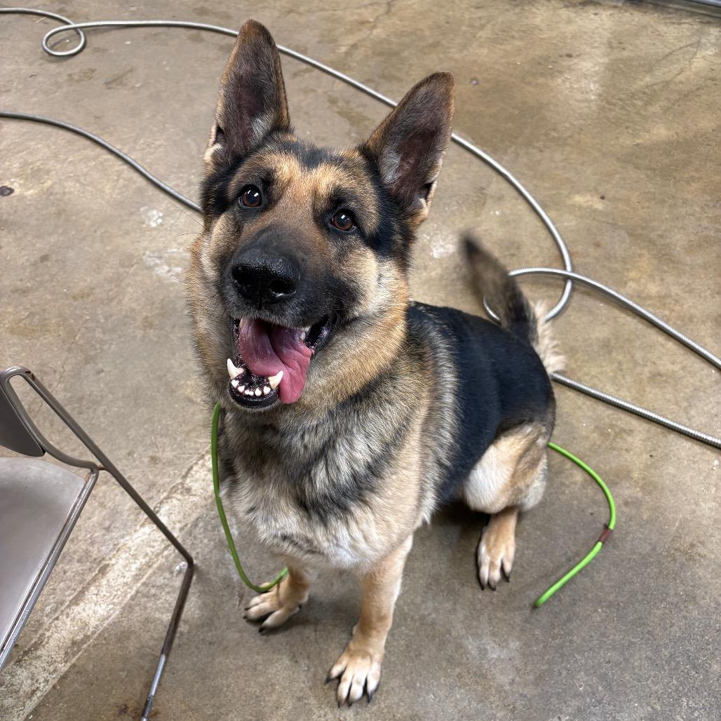 Reed, a Adoptable German Shepherd Dog in Easton, PA image 4/6