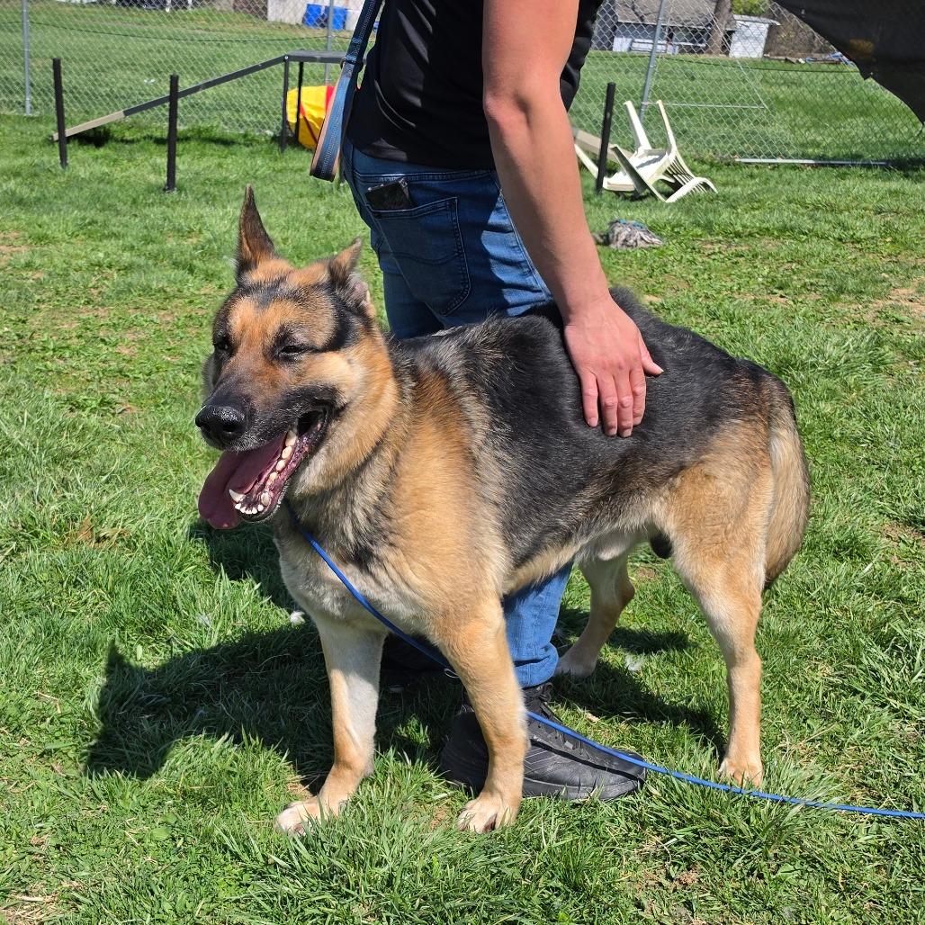 Reed, a Adoptable German Shepherd Dog in Easton, PA image 5/6