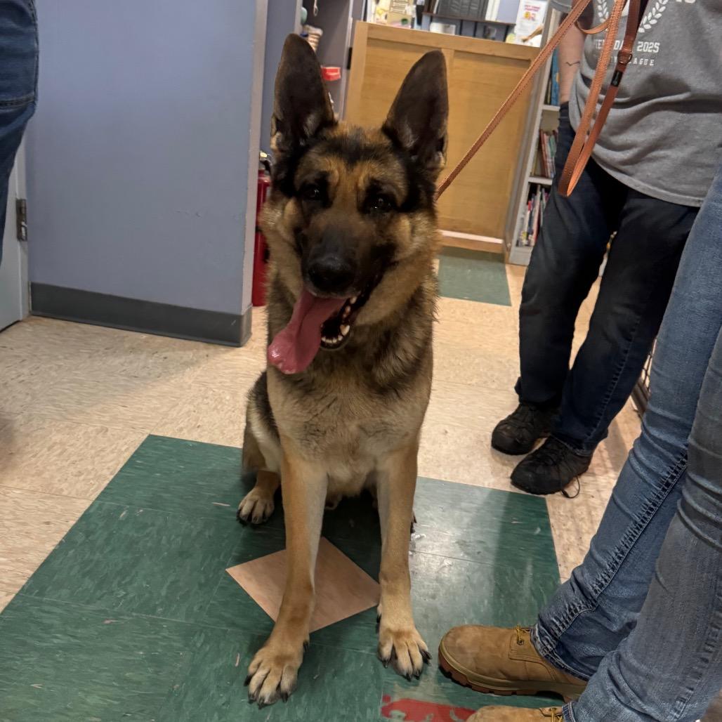 Reed, a Adoptable German Shepherd Dog in Easton, PA image 6/6