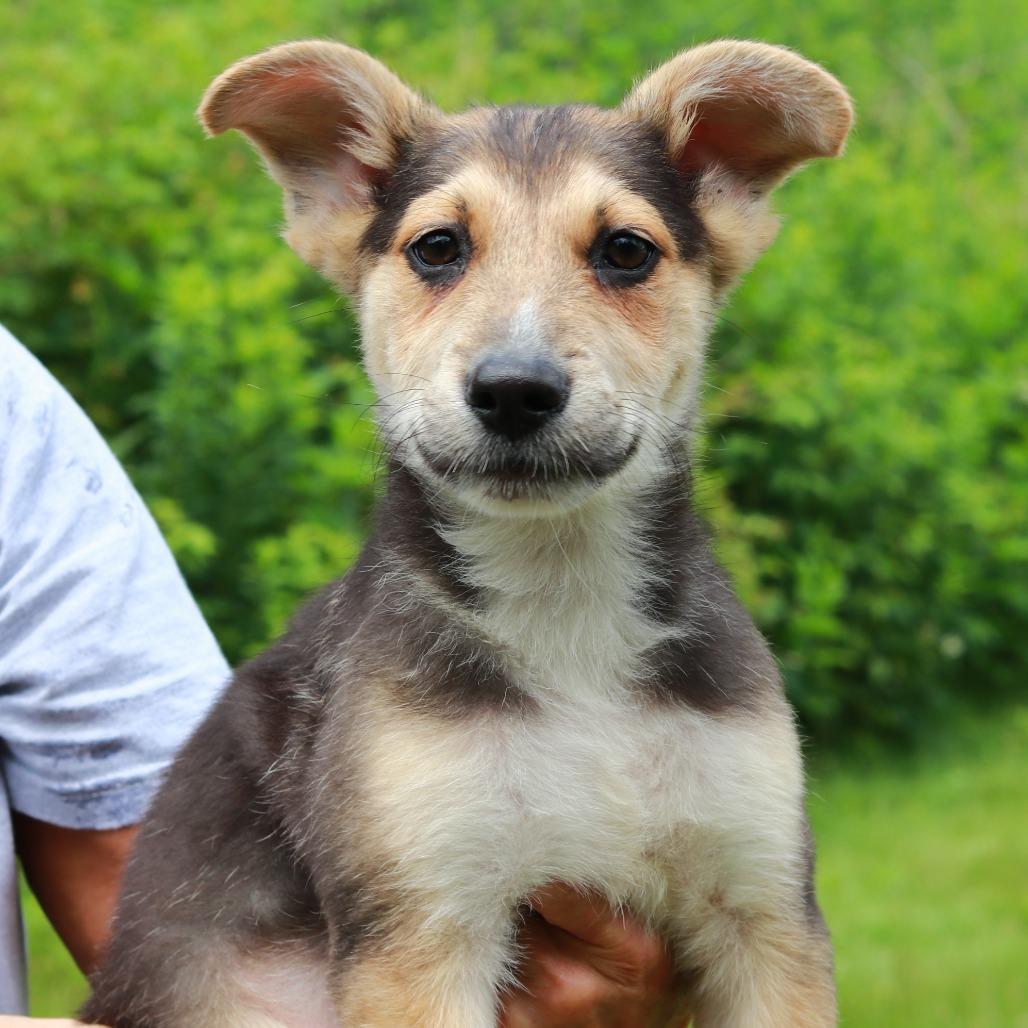 Enlarge CT Primo, a Adoptable Mixed Breed in Stormville, NY image 1/5