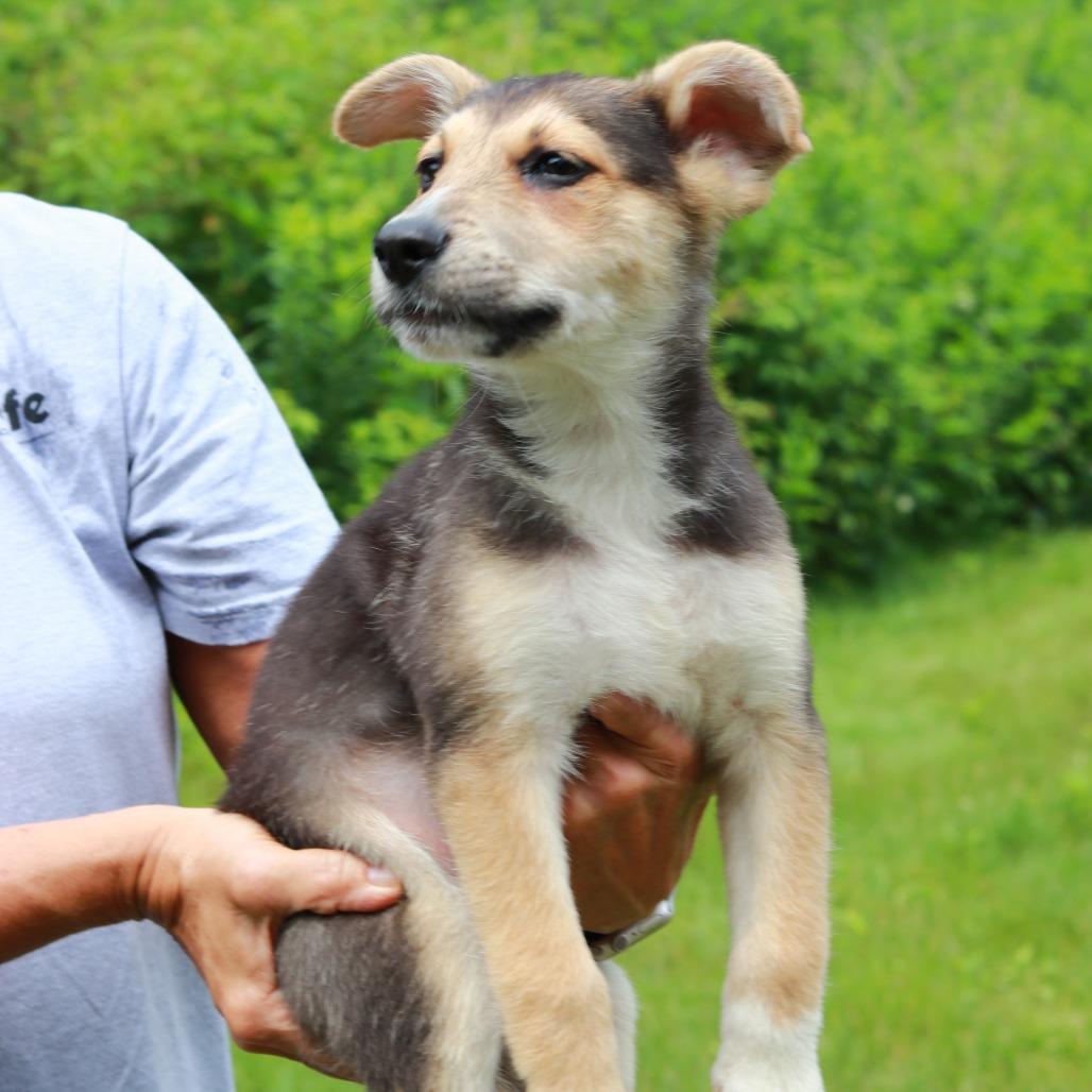Enlarge CT Primo, a Adoptable Mixed Breed in Stormville, NY image 2/5
