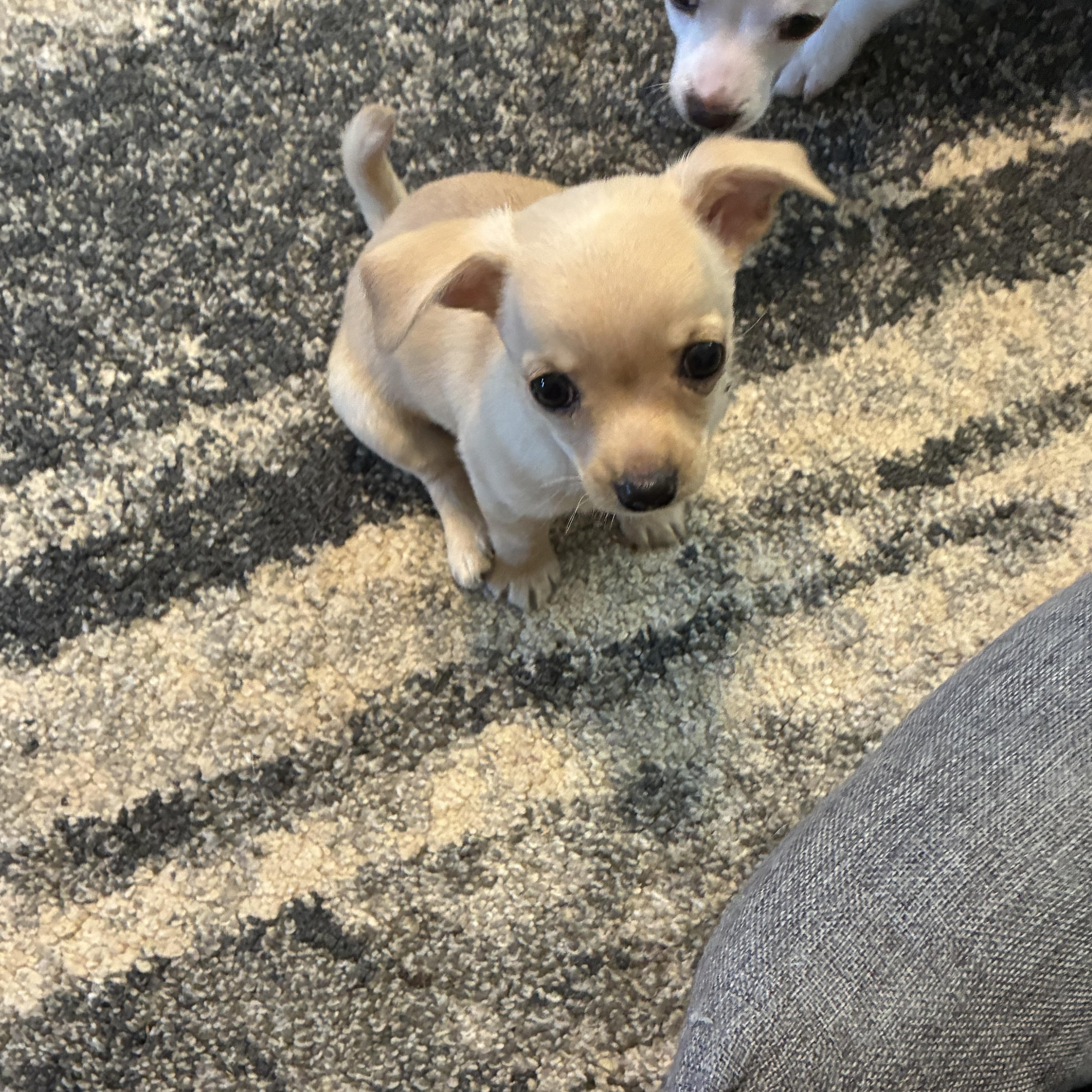 Enlarge Yoda, a ADOPTABLE mixed breed in Woodruff, SC image 1/5
