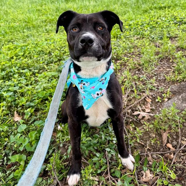 Enlarge SAMPSON, a Adoptable mixed breed in Saint Louis, MO image 1/1