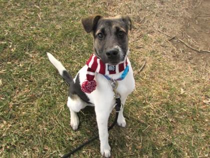 Enlarge Harold, a Adoptable mixed breed in Boulder, CO image 1/3