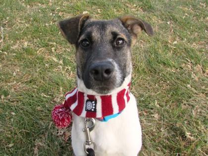 Enlarge Harold, a Adoptable mixed breed in Boulder, CO image 2/3