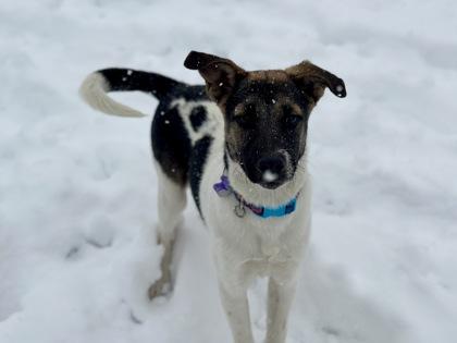 Enlarge Harold, a Adoptable mixed breed in Boulder, CO image 3/3