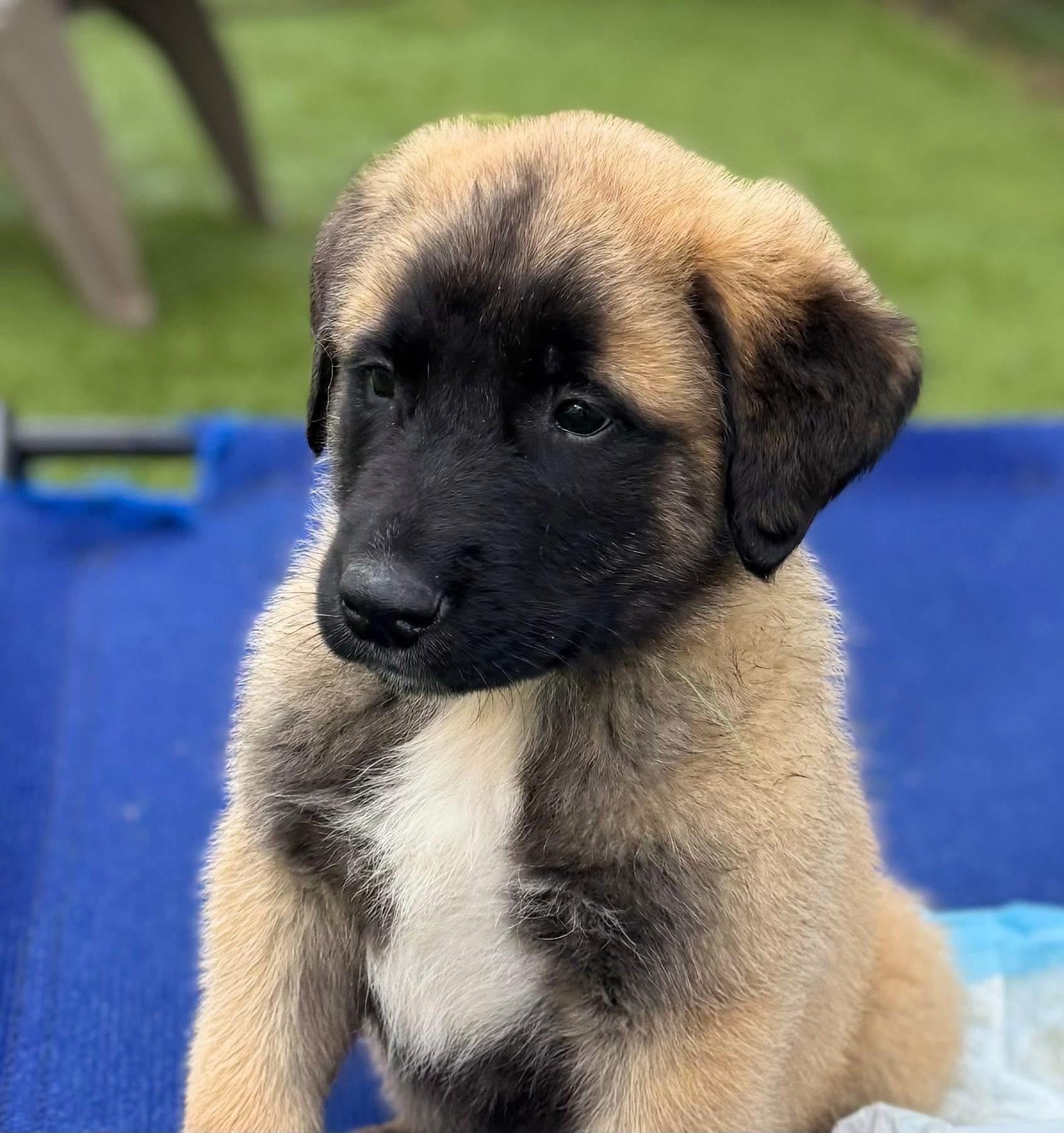 Enlarge Louis, an adopted Shepherd in Keller, TX image 3/4