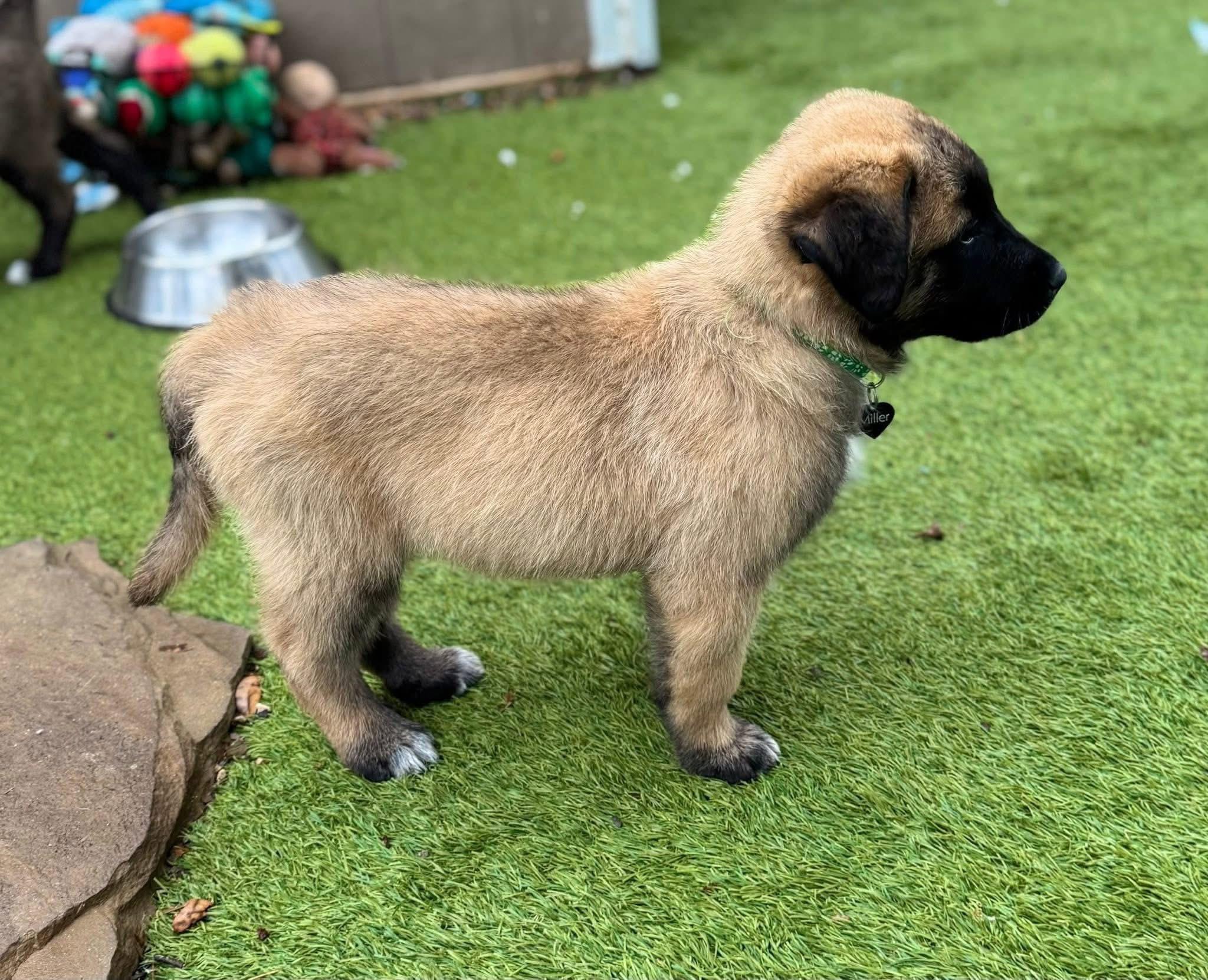 Enlarge Louis, an adopted Shepherd in Keller, TX image 4/4