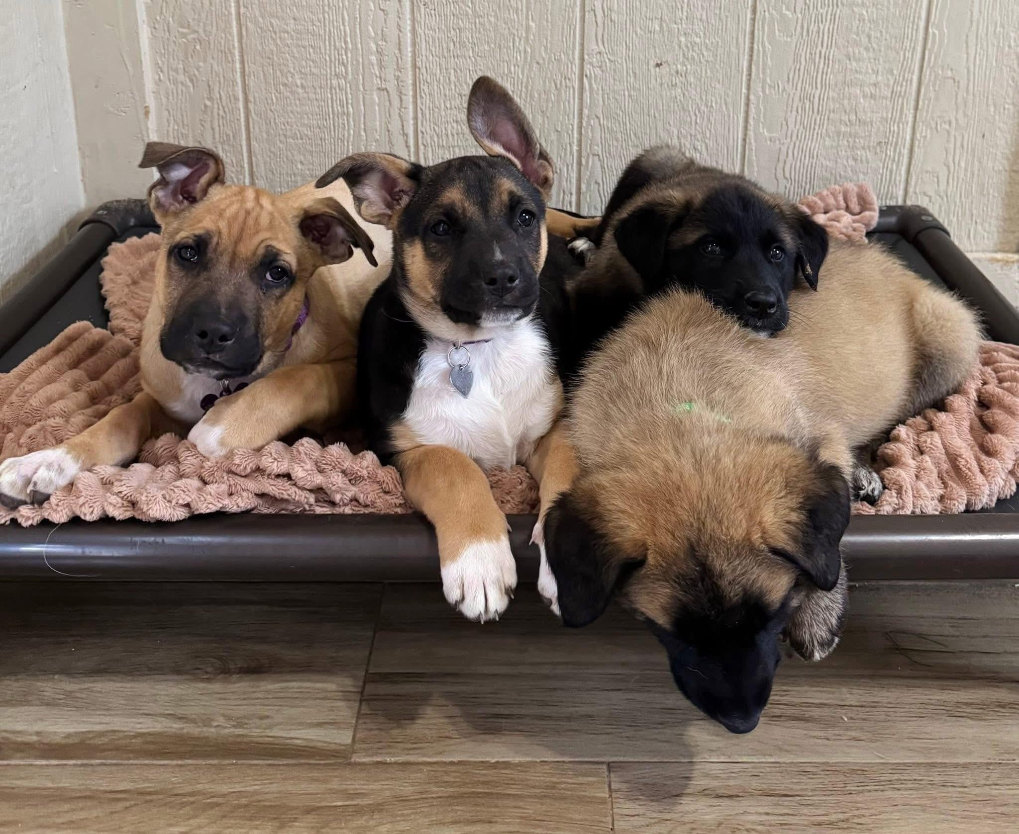 Enlarge Louis, an adopted Shepherd in Keller, TX image 2/4
