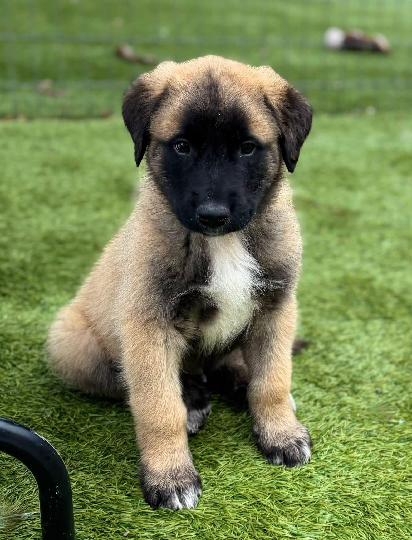 Enlarge Louis, an adopted Shepherd in Keller, TX image 1/4