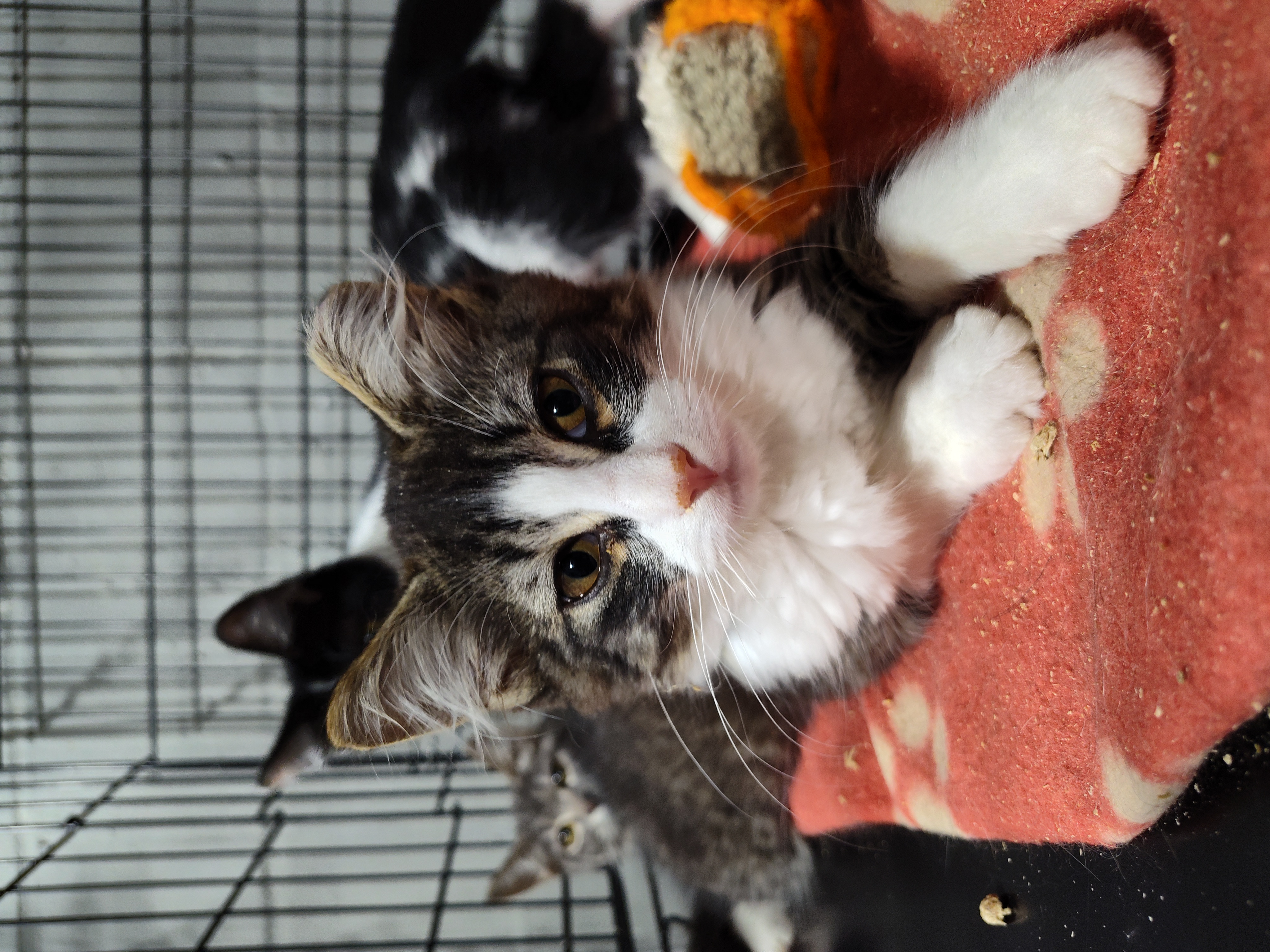 Cat for adoption Neptune, a Domestic Long Hair in Mastic beach , NY