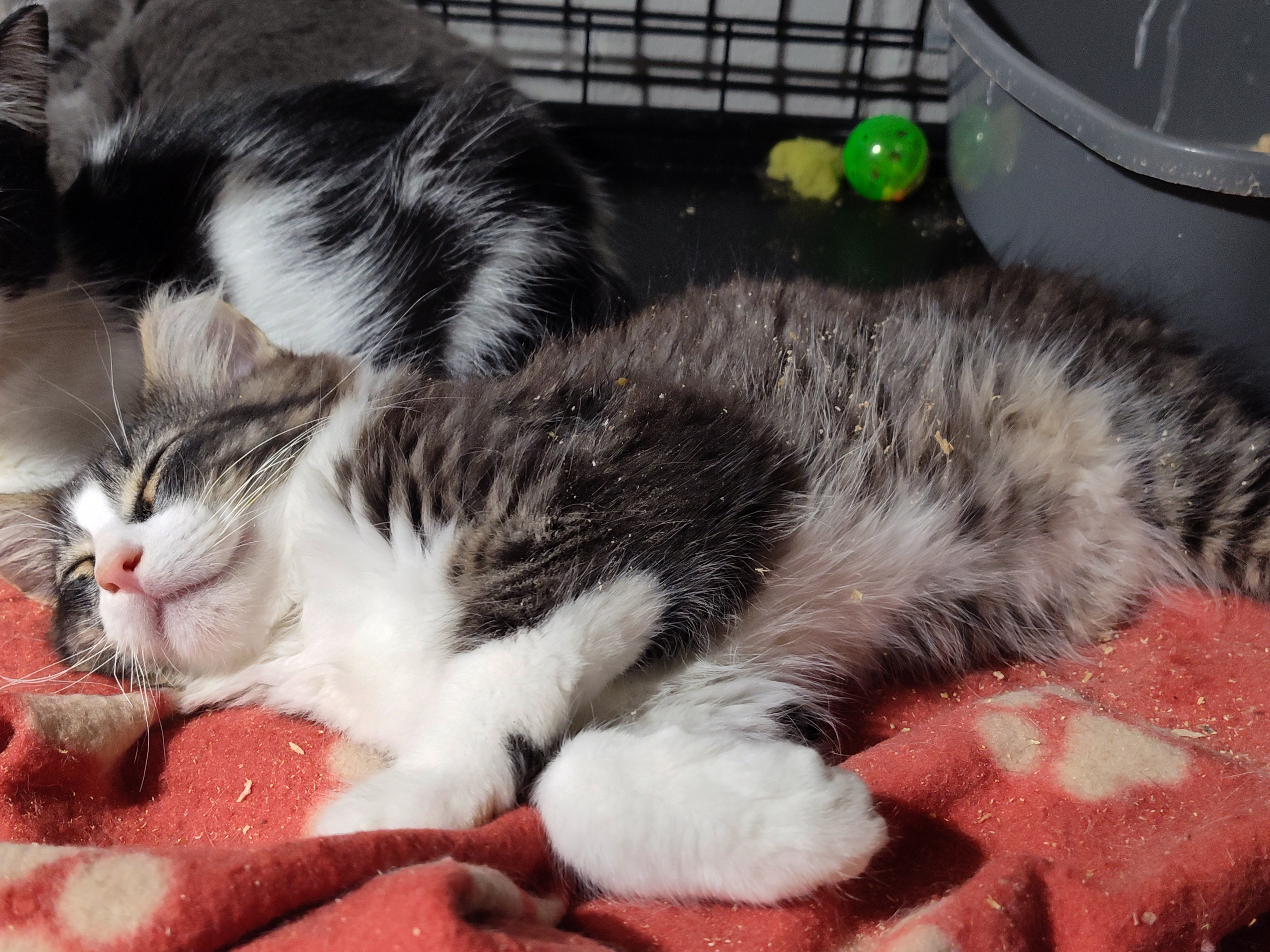 Cat for adoption Neptune, a Domestic Long Hair in Mastic beach , NY