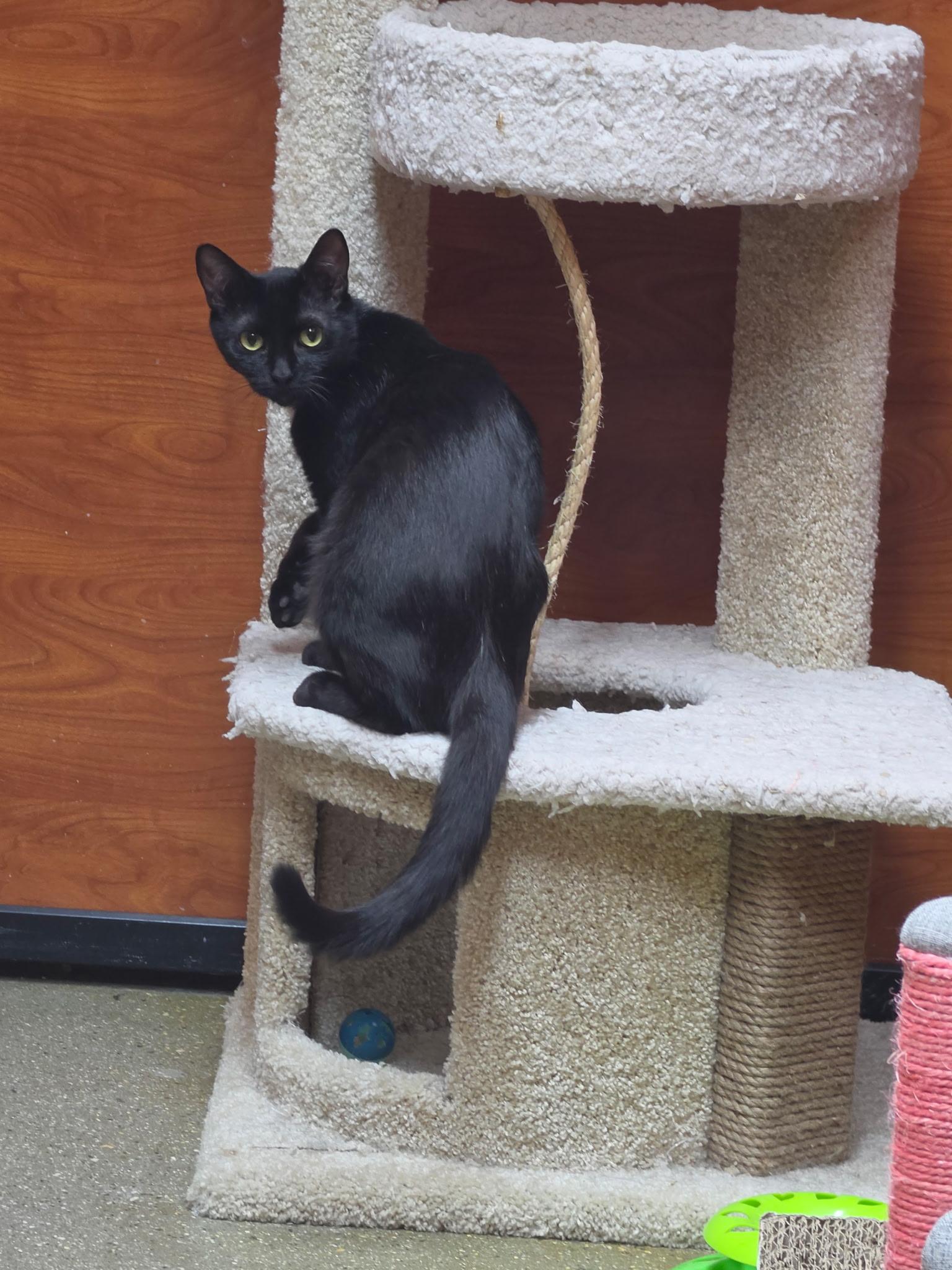 Emma, an adopted Domestic Short Hair in Bell Gardens, CA image 3/5