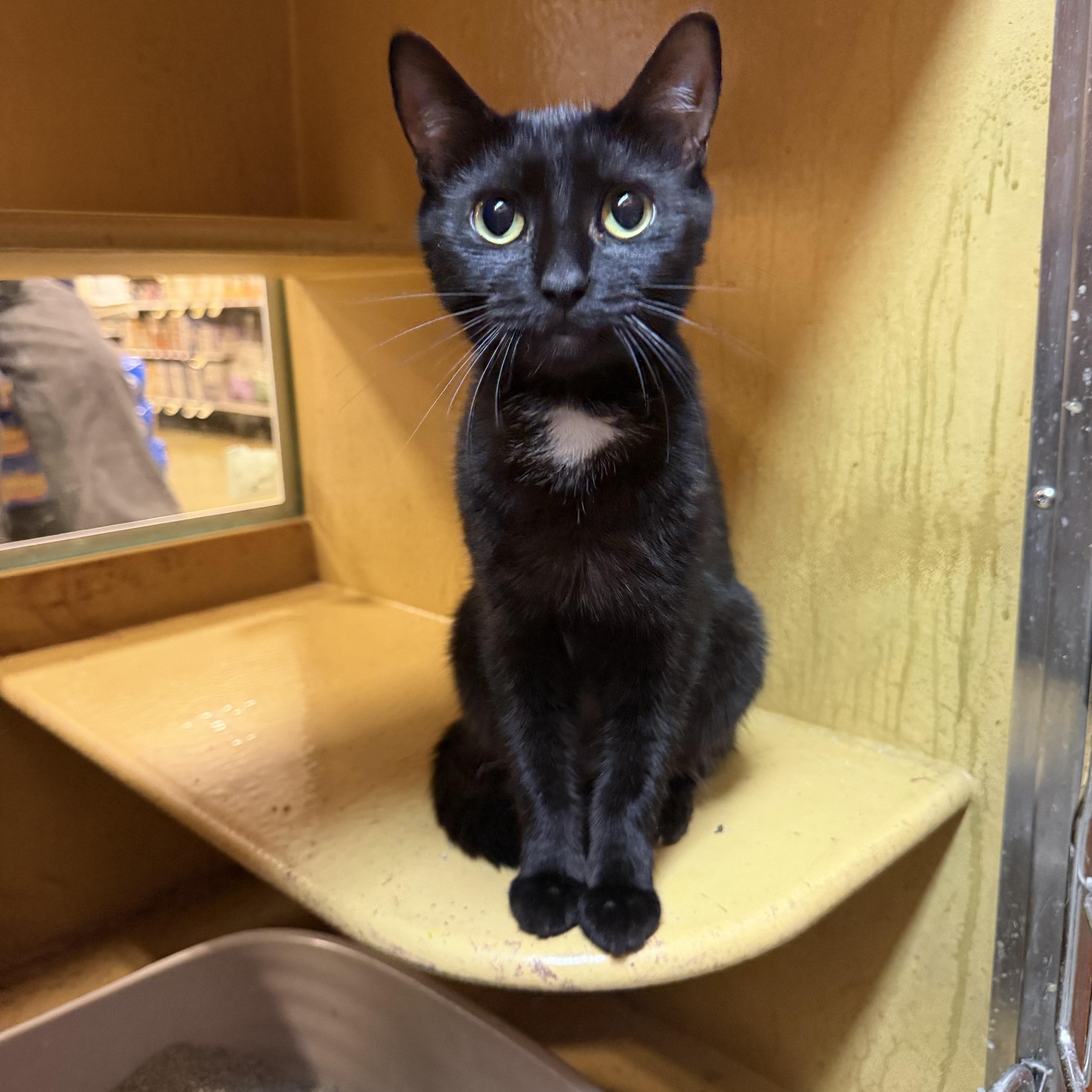 Emma, an adopted Domestic Short Hair in Bell Gardens, CA image 4/5