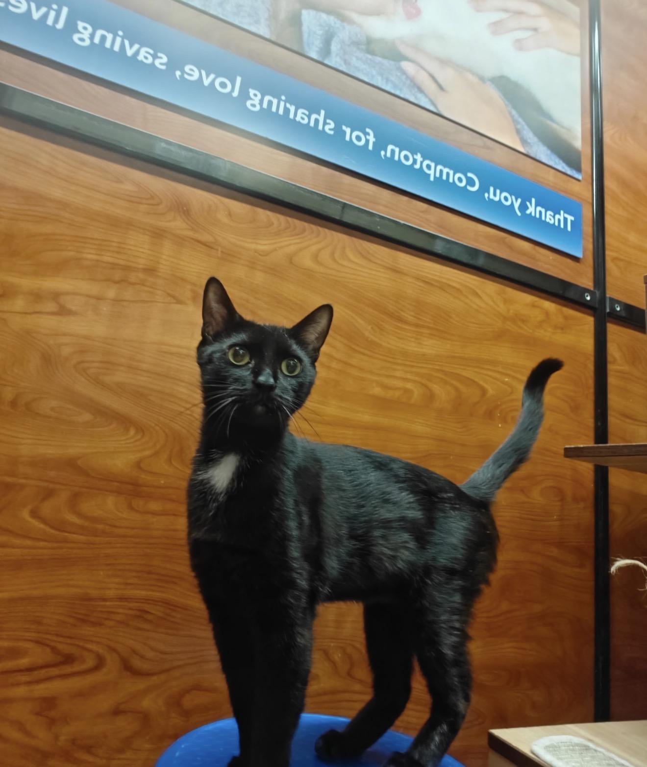 Emma, an adopted Domestic Short Hair in Bell Gardens, CA image 2/5