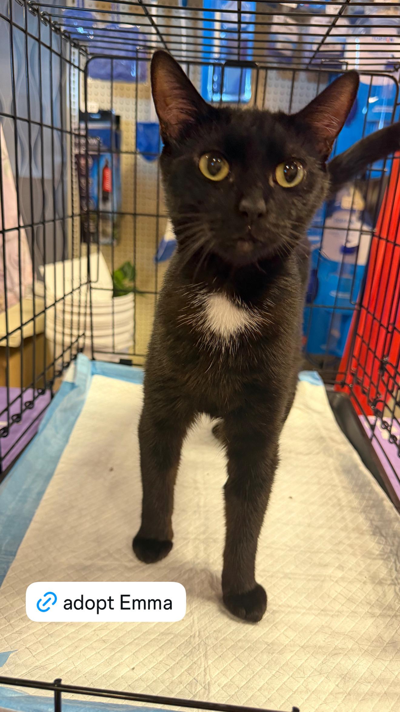 Emma, an adopted Domestic Short Hair in Bell Gardens, CA image 5/5