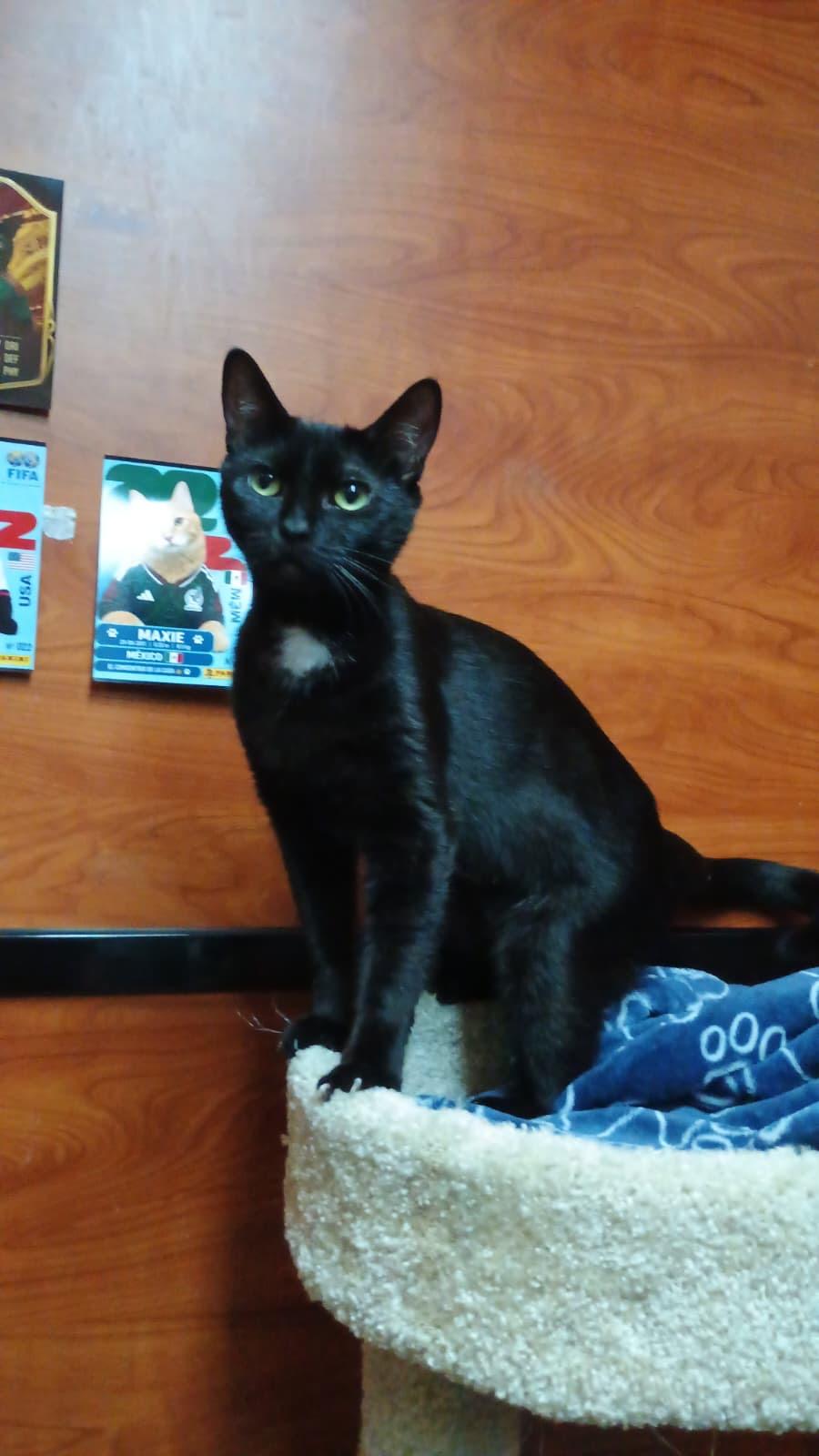 Emma, adopted, Young Female Domestic Short Hair.