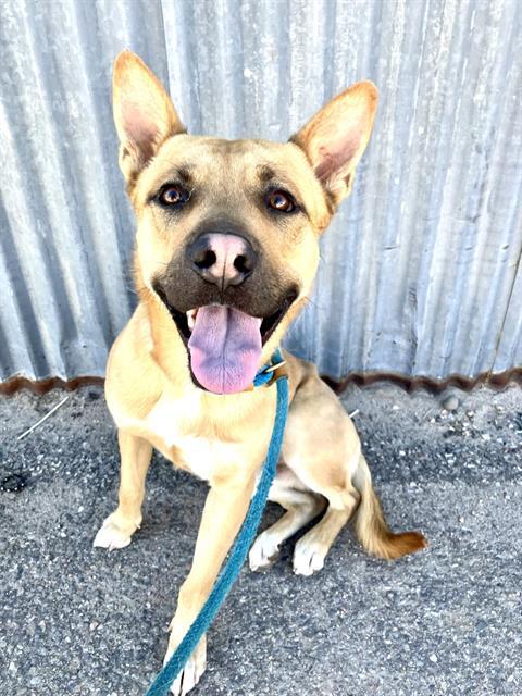 Enlarge MILO, a Adoptable mixed breed in Albuquerque, NM image 1/1