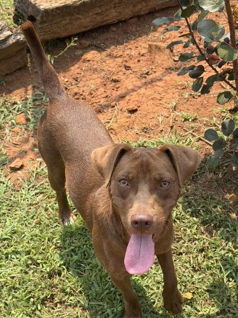 Po, Adopted, Young Male Labrador Retriever.