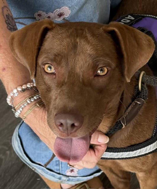 Po, a Adopted Labrador Retriever in Carrollton, GA image 3/3