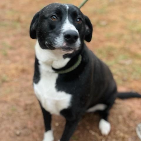 Enlarge Hammbone Hannah , a ADOPTABLE Mixed Breed in Martinsville, VA image 1/4