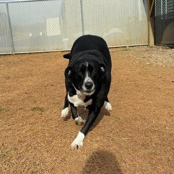 Enlarge Hammbone Hannah , a ADOPTABLE Mixed Breed in Martinsville, VA image 4/4