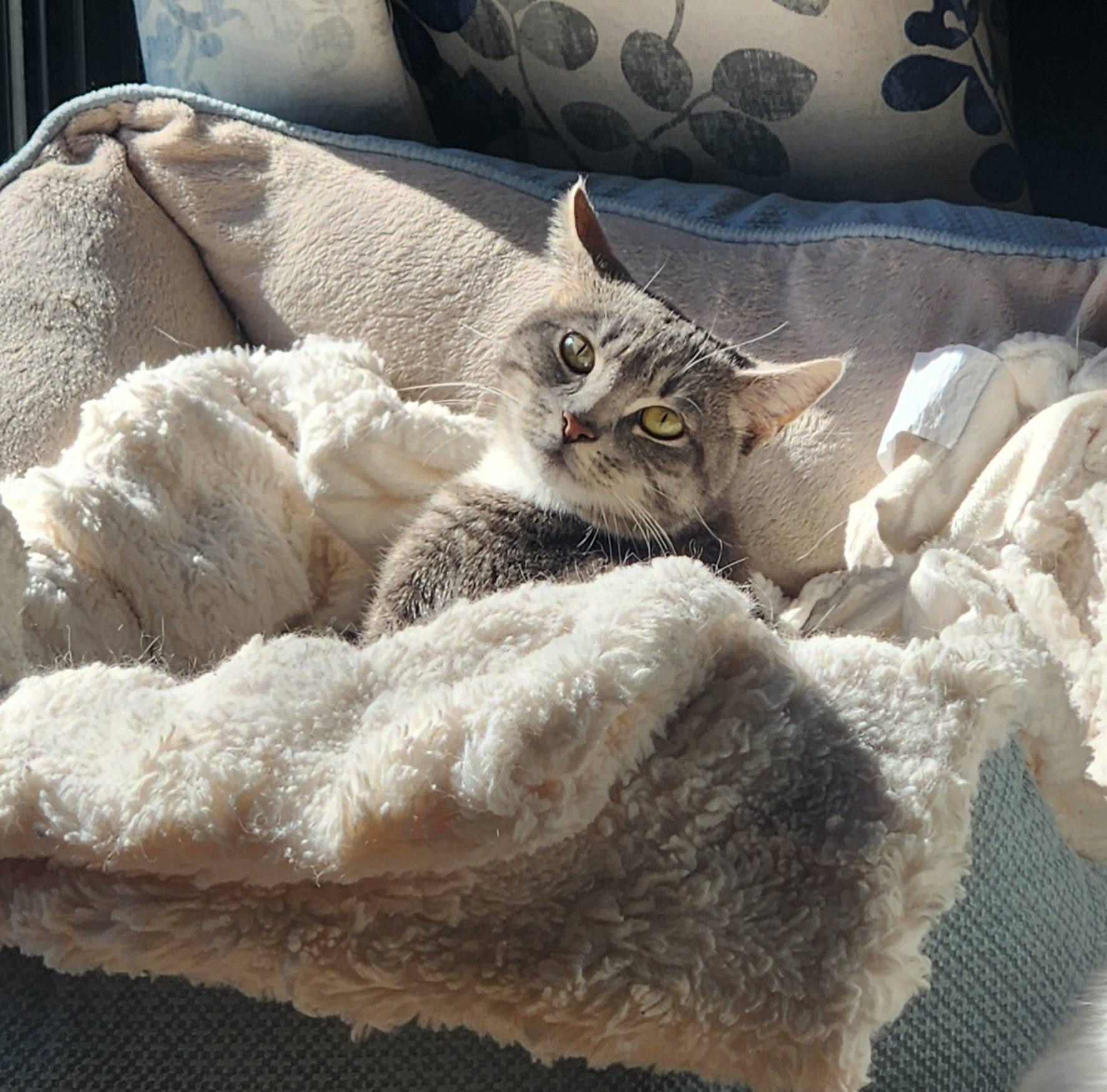 ESME, Adoptable, Young Female Domestic Medium Hair.